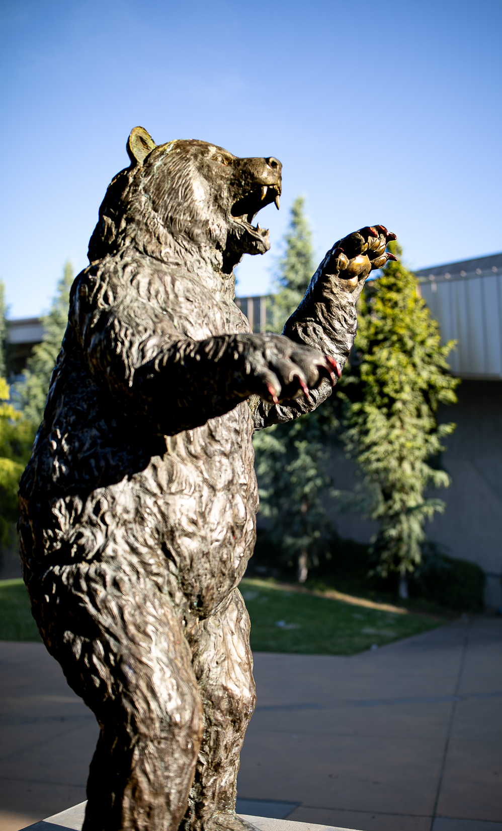 Bronze bear statue rears up on its hind legs